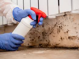 Professional Mold Removal Services in Lake Ronkonkoma, NY